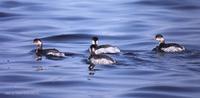 검은목논병아리 Eared Grebe Podiceps nigricollis