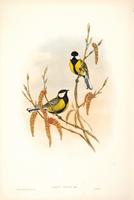 Richter after Gould Great Tit (Parus major)