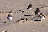 Double-banded Plover