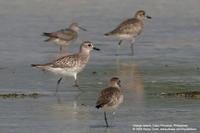 Grey Plover