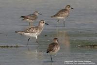 Grey Plover