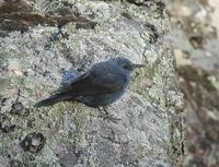 Blue Rock Thrush (Monticola solitarius)