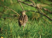 Great Snipe (Gallinago media)