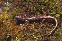 : Aneides ferreus; Clouded Salamander