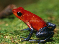 : Oophaga pumilio; Strawberry (red) Poison Frog