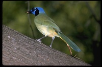 : Cyanocorax yncas; Green Jay