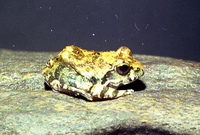 : Tomopterna natalensis; Natal Sand Frog