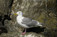 : Larus glaucescens; Glaucous Winged Gull