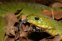 : Causus resimus; Velvety-green Night Adder