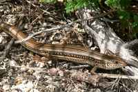 : Ctenotus robustus; Eastern Striped Skink