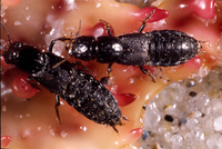 : Cafius seminitens; Rove Beetle