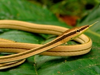 : Xenoxybelis argenteus