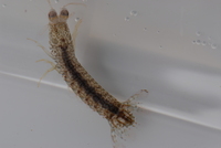 : Raoulserenea pygmaea