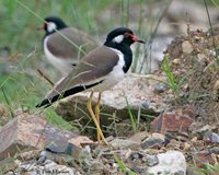 Red-wattled Lapwing