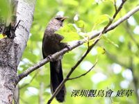 Garrulax davidi Plain Laughingthrush 山噪鶥 101-025