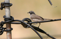 Hume's Lesser Whitethroat