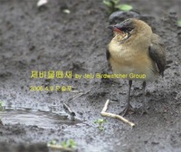 제비물떼새Oriental Pratincole