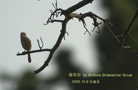 때까치 Bull-headed Shrike