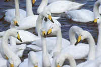 Whooper Swans photographed in Hokkaido