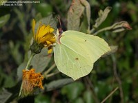 Citronsommerfugl (Gonepteryx rhamni) Foto/billede af