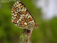 Okkergul pletvinge (Melitaea cinxia) Foto/billede af