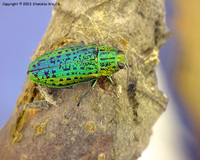 Ovalisia mirifica