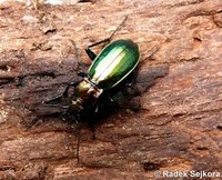 Carabus lineatus troberti
