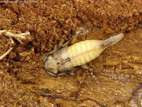 Acanthocinus aedilis - Timberman
