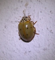 Harmonia quadripunctata var. pinastri