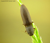 Athous haemorrhoidalis