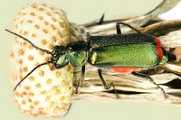 Malachius bipustulatus