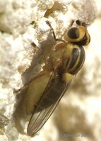 Chlorops pumilionis
