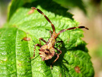 Coreus marginatus