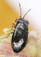 Geocoris dispar