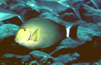 Acanthurus xanthopterus, Yellowfin surgeonfish: fisheries, aquarium