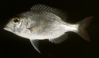 Gymnocranius microdon, Blue-spotted large-eye bream: fisheries