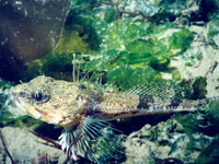 Chitonotus pugetensis, Roughback sculpin: aquarium