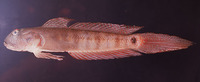 Oxyurichthys papuensis, Frogface goby: aquarium