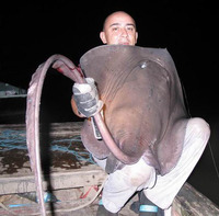 Pastinachus sephen, Cowtail stingray: fisheries, aquarium