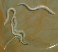 Mastacembelus brichardi, Blind spiny eel: fisheries, aquarium