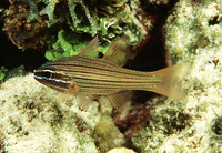 Apogon multilineatus, Many-lined cardinalfish: