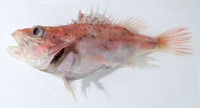 Lioscorpius longiceps, :