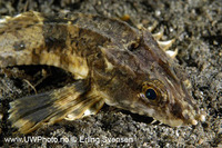 Agonopsis chiloensis, Snailfish:
