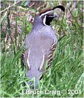 Valley Quail Callipepla californica