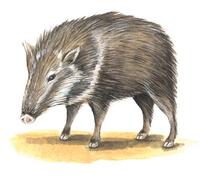 Image of: Catagonus wagneri (Chacoan peccary)