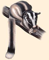 Image of: Dactylopsila trivirgata (striped possum)