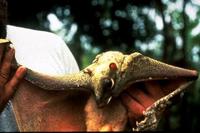 Image of: Galeopterus variegates (Sunda flying lemur)