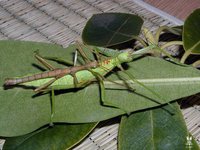 Rhaphiderus scabrosus