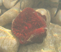 Actinia equina