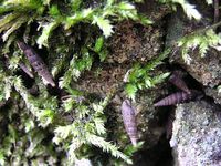 Balea biplicata